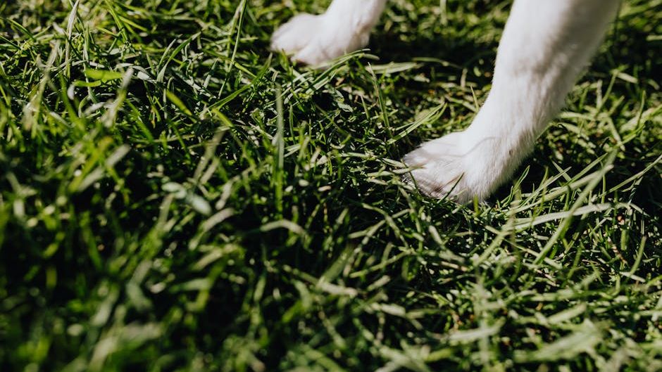 How To Care For Your Dog's Paws This Summer