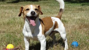 If Your Zodiac Sign Is Aries: These Dog Breeds Are Built for Your Unstoppable Drive