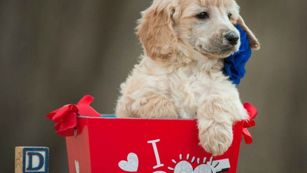 12 Most Popular Dog Breeds in Texas in 2026