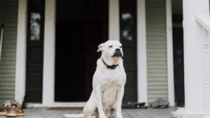 Psychology Says Dogs Will Wait For You For Months And Never Understand Why You Left