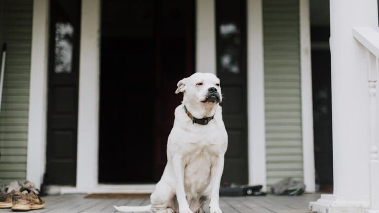 Psychology Says Dogs Will Wait For You For Months And Never Understand Why You Left