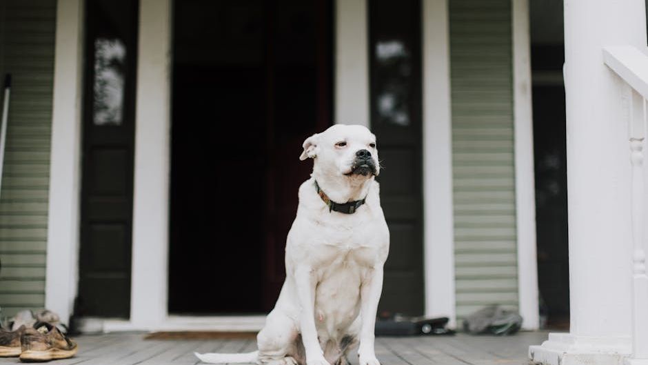 Psychology Says Dogs Will Wait For You For Months And Never Understand Why You Left