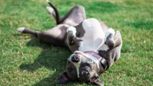 What Your Dog's Sleeping Position Reveals About Past Abuse They've Never Told You
