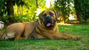 10 Large Dog Breeds With Adorable Puppyish Temperaments