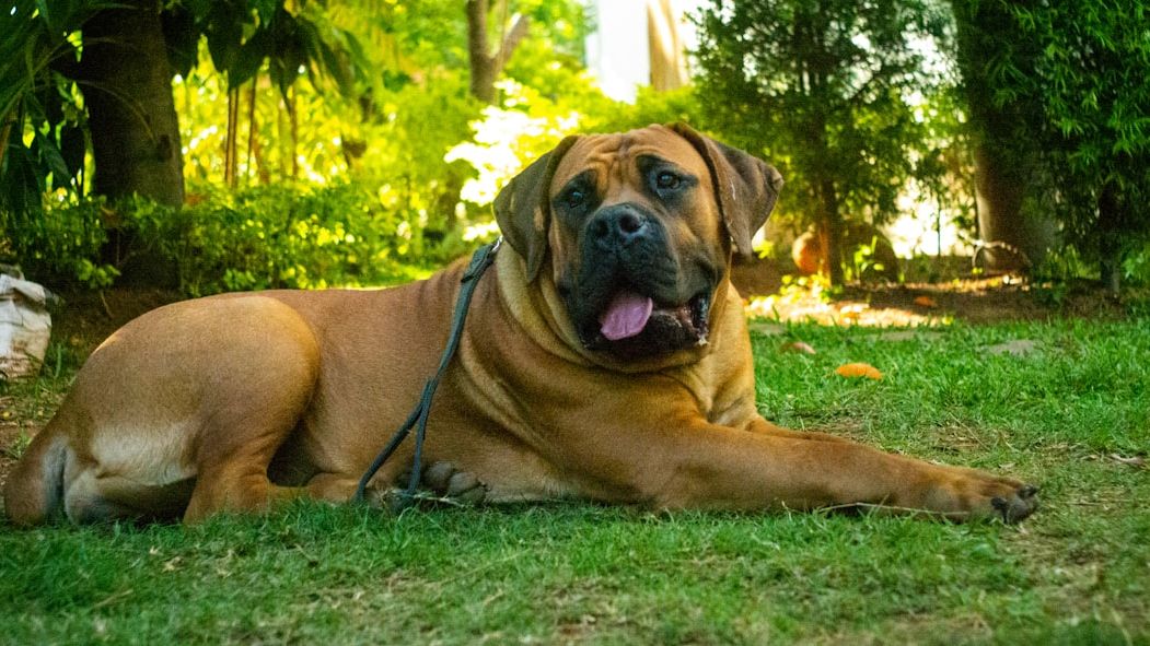10 Large Dog Breeds With Adorable Puppyish Temperaments