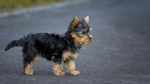 The Small Dog Breeds With The Longest Life Expectancy According To Vets