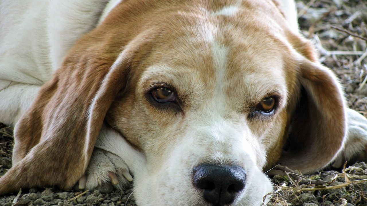 The One Big Reason Your Dog Looks For A Secluded Spot When They Know Death is Approaching