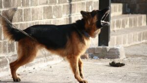 The One Mistake Dog Owners Make That Leads to Aggressive Behavior
