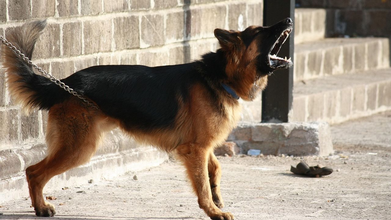 The One Mistake Dog Owners Make That Leads to Aggressive Behavior