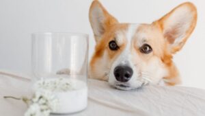 7 Things Never To Do When Feeding Your Dog