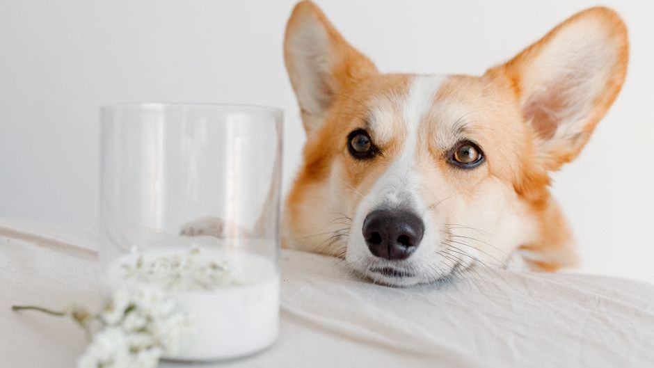 7 Things Never To Do When Feeding Your Dog