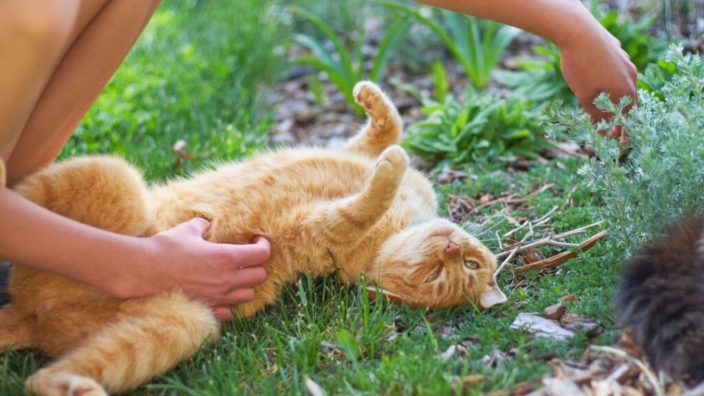 How Not to Pet a Cat