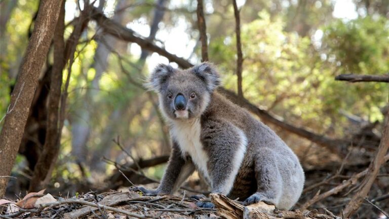 Hungry Koala Seeks Help from Visitors on Kangaroo Island