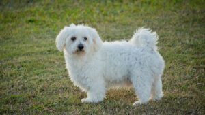 15 Dog Breeds That Have a Surprisingly Long Lifespan (And Stay Healthy)