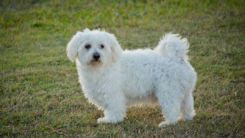 15 Dog Breeds That Have a Surprisingly Long Lifespan (And Stay Healthy)