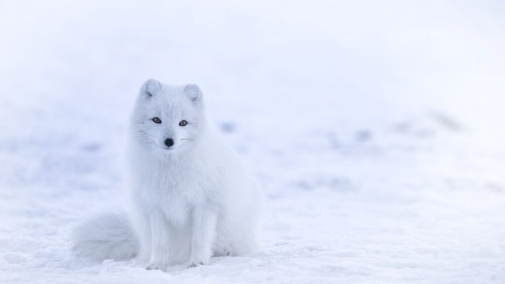 The Fox Breeds That Match Every Zodiac Sign