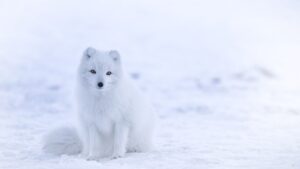 The Fox Breeds That Match Every Zodiac Sign