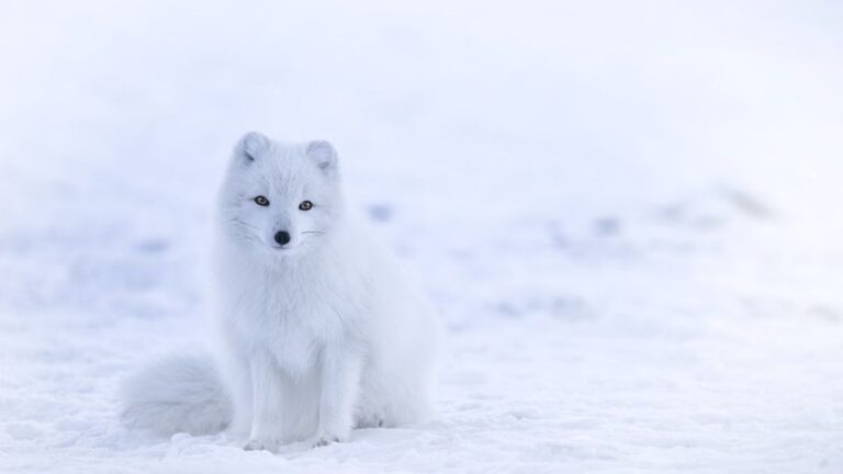 The Fox Breeds That Match Every Zodiac Sign