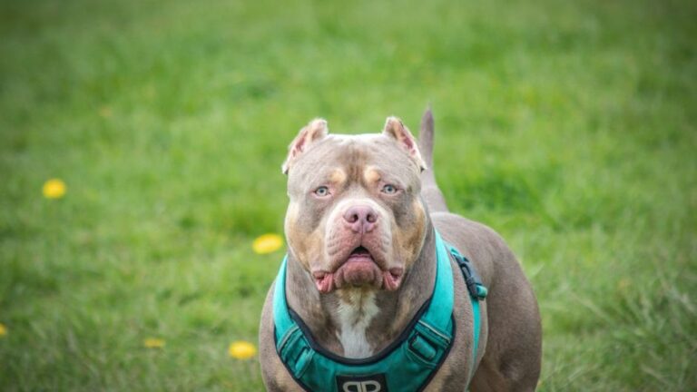 XL bully dog to be destroyed over ownership breach