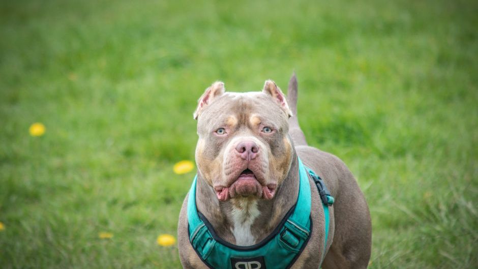 XL bully dog to be destroyed over ownership breach