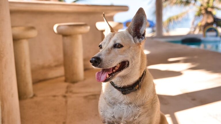 It's a Bone of Contention: Mexico and Brazil Are Arguing Over Dogs