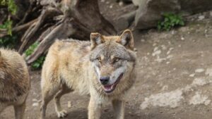 Wolves Attack 2 Zookeepers Who Were Assessing Dead Wolf at Indiana Zoo