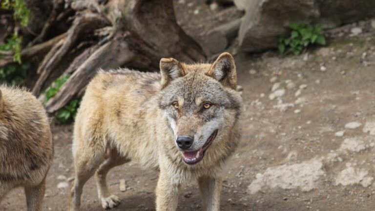 Wolves Attack 2 Zookeepers Who Were Assessing Dead Wolf at Indiana Zoo