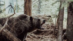 Hiker Survives Horrific Grizzly Bear Attack in Montana: ‘Looked Down and Saw My Arm Just Dangling’