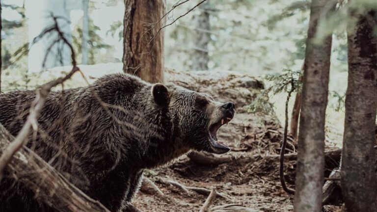 Hiker Survives Horrific Grizzly Bear Attack in Montana: ‘Looked Down and Saw My Arm Just Dangling’