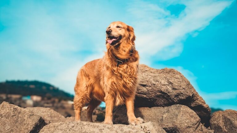 Golden Retriever genes linked to anxiety, aggression, and intelligence