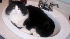 If Your Cat Follows You to the Bathroom, This Is What They're Actually Doing!