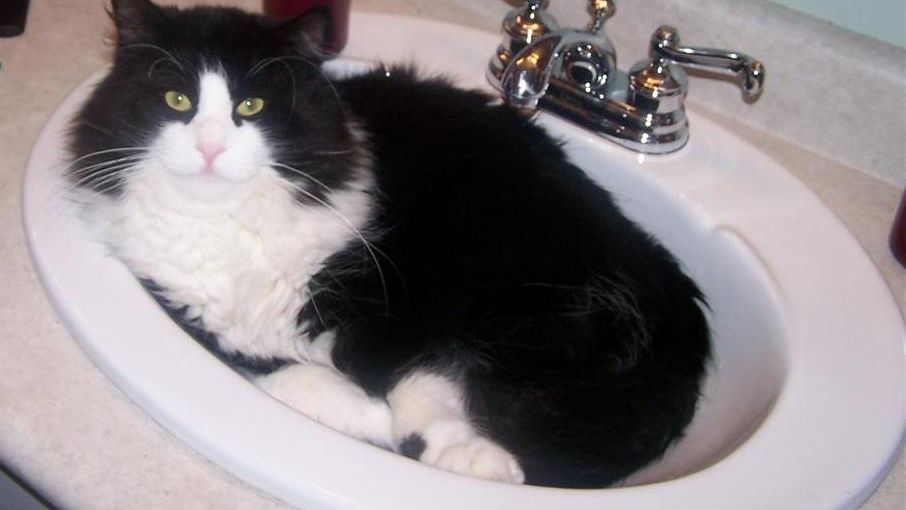 If Your Cat Follows You to the Bathroom, This Is What They're Actually Doing!