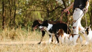 Is Your Dog Secretly Controlling Your Life? The Shocking Truth Revealed!