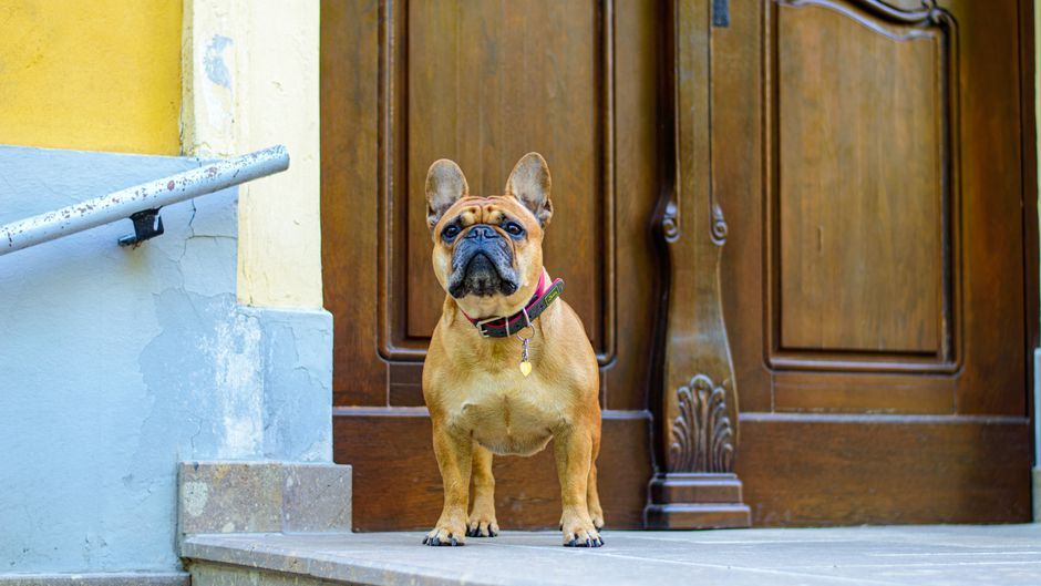 If Your Dog Does This When You Come Home, Trainers Say They've Been Crying While You Were Gone