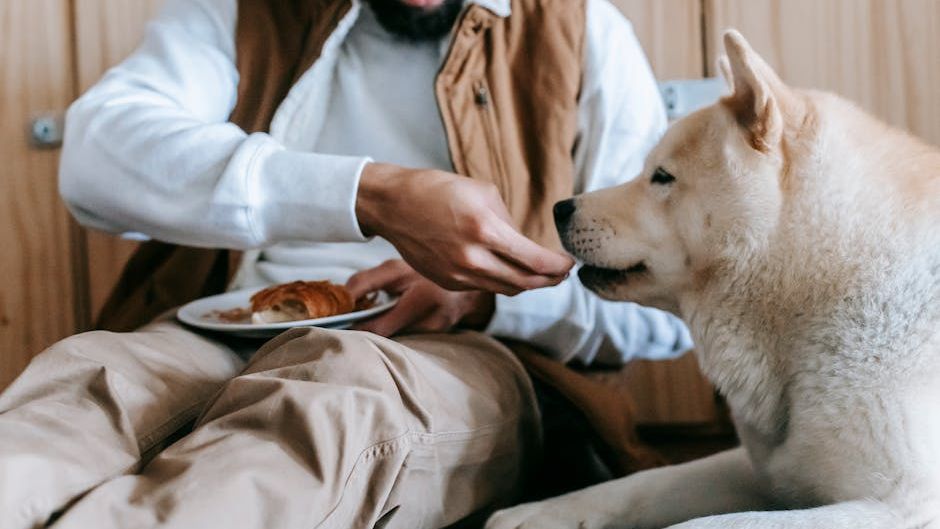 9 Things Your Dog Does in the Week Before You Leave for Vacation That Prove They Already Know