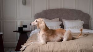 What It Really Means When Your Dog Suddenly Stops Sleeping in Your Room