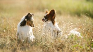 10 Dog Breeds That Match the Sensitive Nature of Water Signs