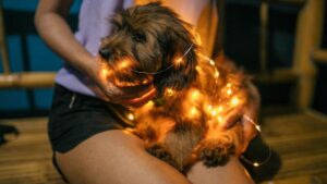 12 Things Your Dog Desperately Needs You to Understand Before They Get Old