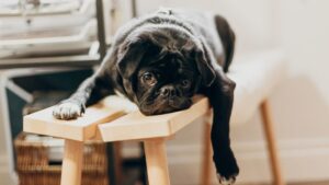8 Heartbreaking Reasons Your Dog Stares at the Door After You've Already Come Home