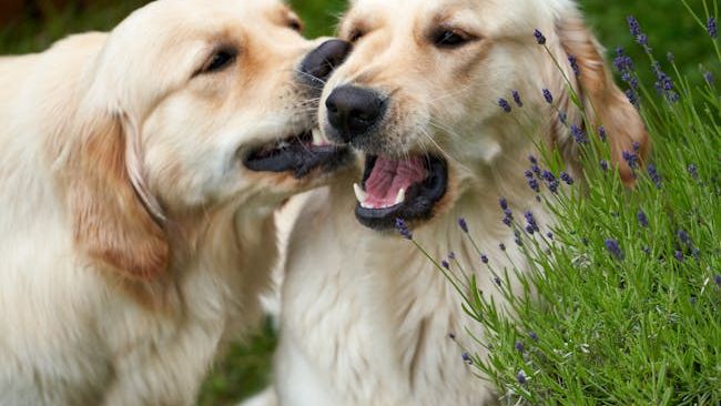 The Dog Breed Most Likely to Heal Your Zodiac Sign Emotionally