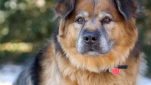 Why Your Dog Hates Your New Partner (And What to Do About It)