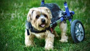 7 PAINFUL TRUTHS ABOUT OLD DOGS MOST OWNERS REALIZE TOO LATE