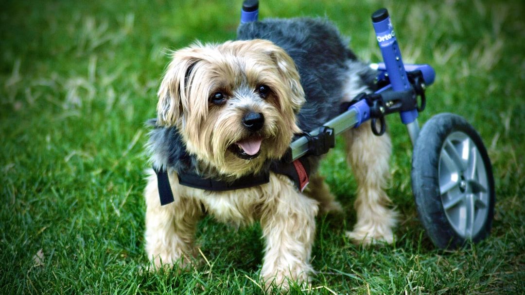 7 PAINFUL TRUTHS ABOUT OLD DOGS MOST OWNERS REALIZE TOO LATE
