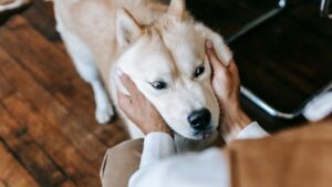 Psychology Says Dogs Who Follow You to the Bathroom Are Actually Protecting You From an Ancient Threat They Still Sense
