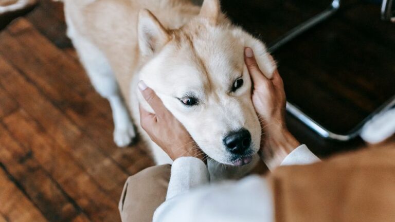 Psychology Says Dogs Who Follow You to the Bathroom Are Actually Protecting You From an Ancient Threat They Still Sense
