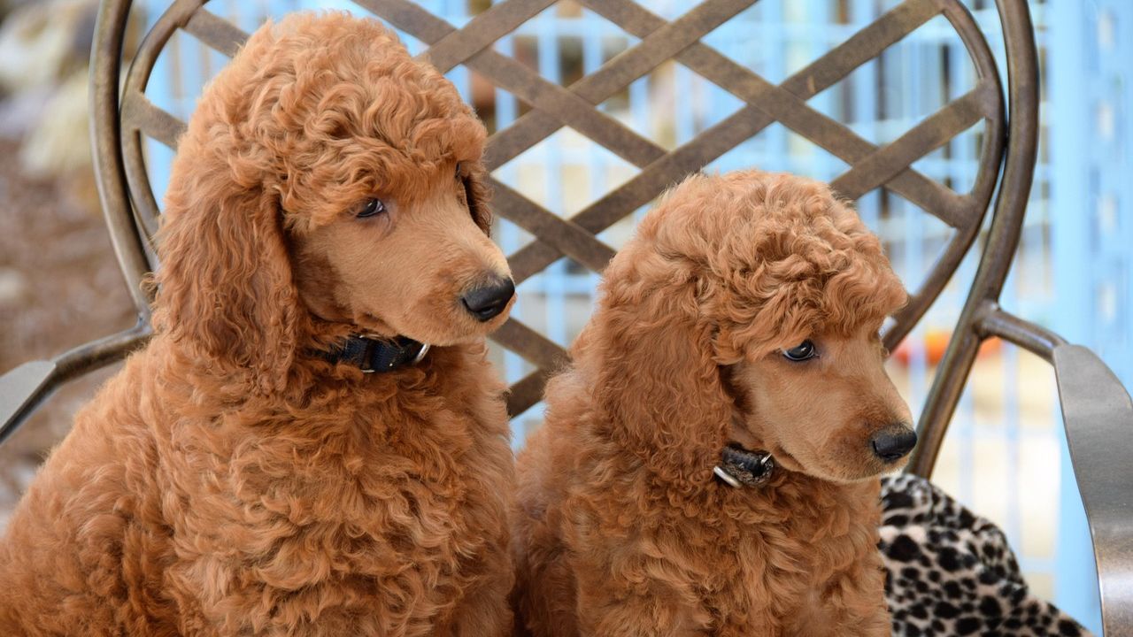 6 Dog Breeds That Were Born Knowing How to Love Someone Through Depression