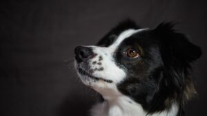 10 Dog Breeds That Bring Emotional Balance to Every Zodiac Sign