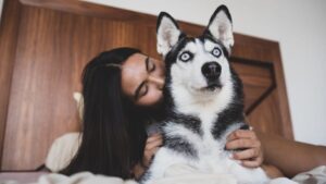 The Zodiac Signs That Thrive With a Husky - And the Ones That Should Never Own One