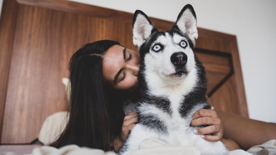 The Zodiac Signs That Thrive With a Husky - And the Ones That Should Never Own One