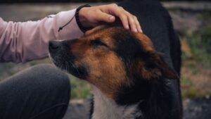 Psychology Says Dogs Who Were Abused Show Greater Loyalty Once Trust Is Earned Than Dogs Who Were Never Harmed
